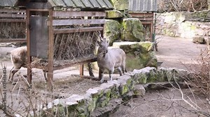 two friendly goats enjoy a feast of hay from a handmade wooden trough. These curious creatures happily munch away, savoring the nourishing fodder in their peaceful surroundings Animal Care Concept