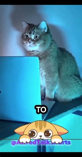 A cat tried to fix a boy’s missing toy. #dub