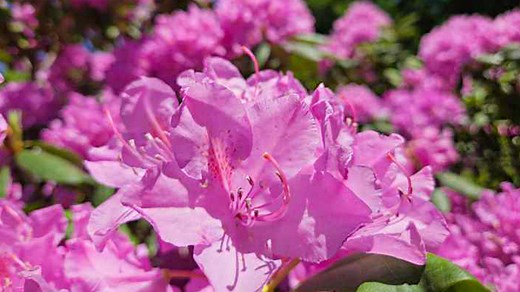 West Virginia’s Flower: The Rhododendron