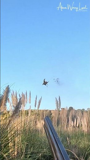 Pheasant Hunting with my Black Labradors - Part 11 #hunting