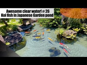 Awesome clear water! Koi fish are swimming in Japanese garden pond.
