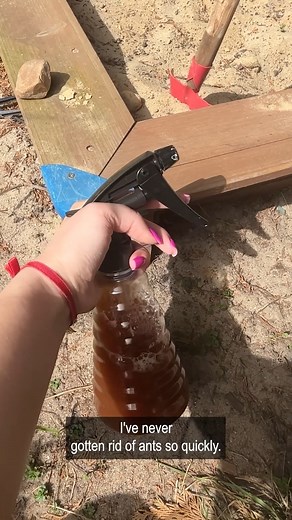 6.9K views · 54 reactions | Ants run away in 5 seconds. This homemade spray is like a stench to them  | Clever Life Hacks | Facebook