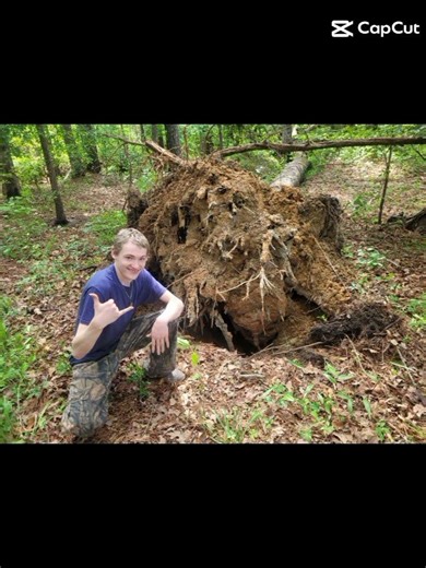 I watched a tree uproot in my neighbor's yard #suprising #rare