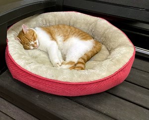 Java Cats Cafe Closes Atlanta Location, Marietta Storefront To Close Next: Reports