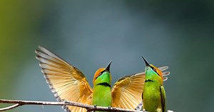 Birds in Italian: 63 Cute Species to Make Your Vocab Soar