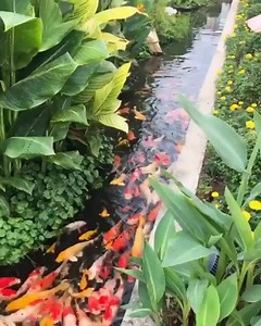 19K views · 1K reactions | Koi fish in a Japanese Garden Video:...