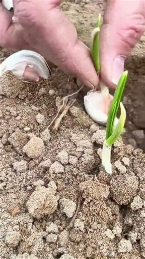 simple techniques for growing garlic #agriculture #shorts