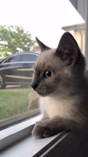 Chatty Siamese Cat: Baine's Nighttime Conversations