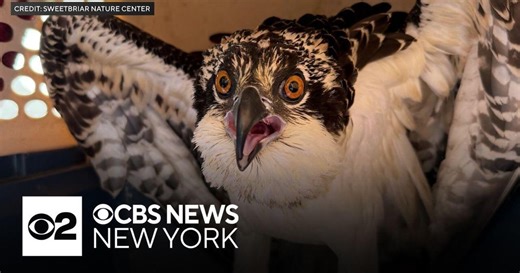Osprey chick saved in Oyster Bay, Long Island