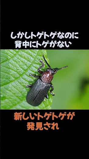 トゲトゲって名前なのになんでトゲがないの？ #雑学 #動物