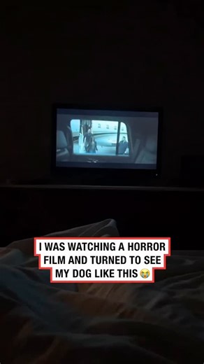 1.4K views | When the horror movie gets a little too real  This golden retriever’s like, “Nope… I didn’t sign up for this.”  Honestly, same buddy… same. #GoldenRetriever #DogReaction #ScaryMovieNight #HorrorVibes #PetHumor #CreativeKillProductions | Creative Kill Productions | Facebook