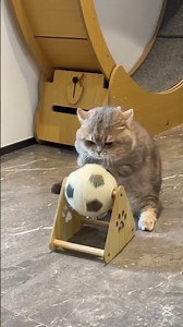 Cute and Funny Cats Compilation – Try Not to Laugh! 🐱 #trend #cats #funny #2025Cats