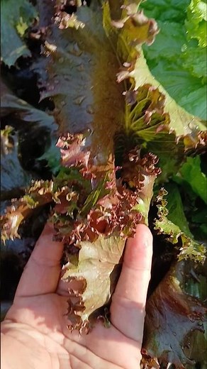 🚨 Be very careful with lettuce! See the benefits and drawbacks 🥬😱