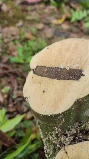 How Trees Turn Into Gold | The Secret of Agarwood!