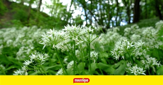 Ail des ours: tout savoir pour le cueillir et le cuisiner