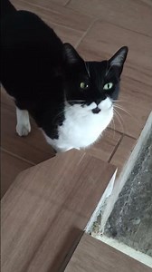 🐈🐱Así nomás 🐾😸🐱😹😹😻😻🐈🐱🐾😸😹😻🐈🐱🐾😸😹😻...