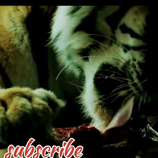 Tiger 🐯 || #shorts