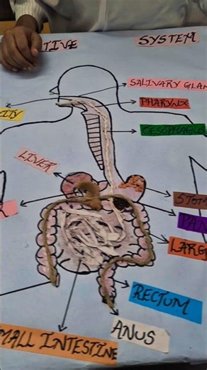 Digestive System Model