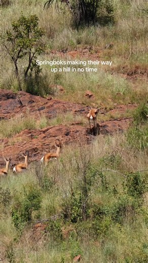 Watch how these springboks make their way up a hill very quick until they completely disappeared into the distance. Magical times in the South African bush. #springbok #southafrica #bush #nature