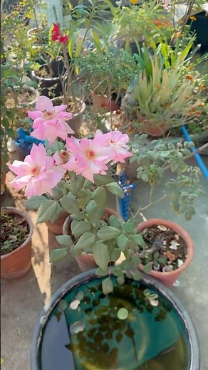 Boost Rose Blooms with Epsom Salt: Easy Gardening Hack!