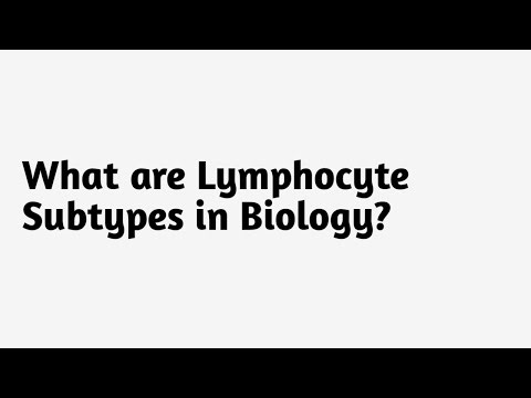 What are Lymphocyte Subtypes in Biology ?