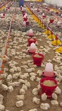 Chicks Brooding Management #poultry