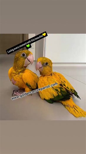 Golden Conures have a way of bringing joy and laughter into their owners' lives, whether through silly antics or affectionate snuggles. These moments create lasting memories and cherished experiences. Want to learn more visit www.goldenconureparrot.com Email: order@goldenconureparrot.com #petsofinstagram #birdsofinstagram #birds #everyone #parrots #conure #conuresofinstagram #lovebirds #perroquets #loirosperfeitos #loros #parrotsphotography #photos #photography #photosoftheday #birds #ConureBird