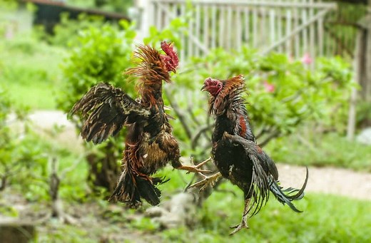 7 Ways to Keep Your Roosters from Fighting