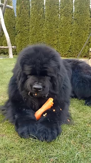 moja ulubiona przekąska #dlaciebie #nowofundland