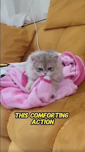 Why Cats Knead Blankets | The Meaning Behind Cat Kneading Behavior