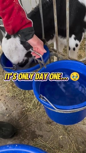 Baby Calf’s First Food on Day One 🐄🌾#BabyCalf#FirstDay#FarmLife#DairyFarm#CalfCare#CuteAnimals#cow