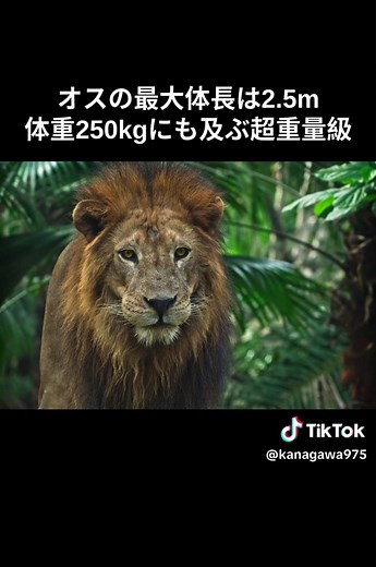 ネコ科最強四天王の一角百獣の王アフリカライオン #雑学 #動物 #ライオン