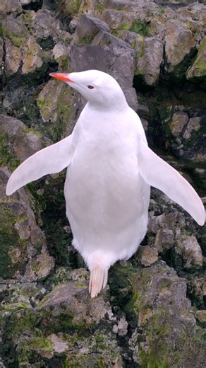 One of nature’s rarest sights 🤍 🐧 This gentoo penguin’s stark white colour is the result of leucism, a rare genetic mutation. Unlike albinism, it only partially affects pigmentation and has been seen across several species, from whales to even giraffes. #EarthCapture by @aeroture_aus . . . . #GentooPenguin #WhitePenguin #RareMutation | BBC Earth