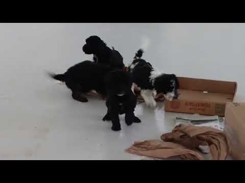 Cockapoo Puppies For Sale