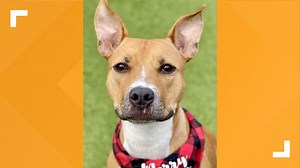 Pets of the week for 3-11-23