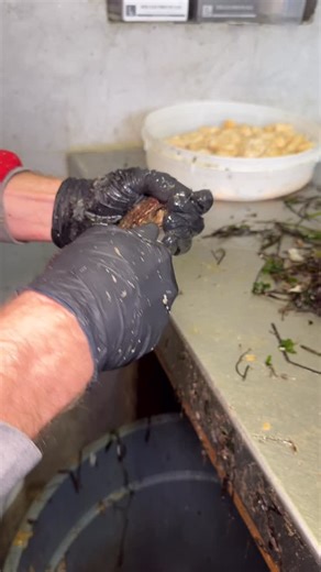 Behind the scenes: how we shuck our local bay scallops 🦪 #BraunSeafood #BraunsKitchen #Cutchogue #Seafood #FishMarket #Scallops #EastEndLI #NorthForkLI #LongIsland | Braun Seafood Company