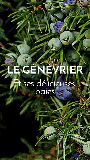 Les délicieuses baies de genévrier se trouvent dans la nature en ce moment 😋 En réalité, ce ne sont pas de vraies baies mais des cônes. Ils sont comestibles et médicinaux ! | Le Chemin de la Nature