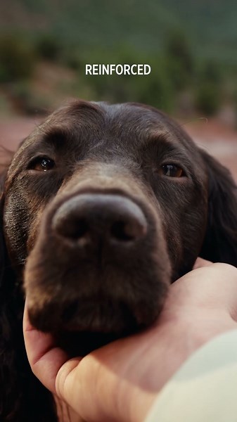Introducing Pro Plan AdvantEDGE Dog Food #ProPlan #AdvantEDGEDogFood #Shorts