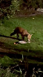 24K views · 2.7K reactions | Poor Blacksox the Fox as injured her left leg, she must have come early tonight to make sure I saw her, so it’s manuka honey and arnica tablet tomorrow at least she had a good feast tonight | The Mouse family that live by the brambles | Facebook