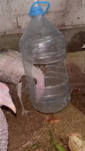 Karadeniz aklı Askı Suluk 😇👩‍🌾 #köyhayatı #chicken #farming #farmlife #doğalyaşam #pratikürünler