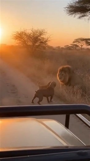 142K views · 1.8K reactions | Pitbull Attacks Lion To Save Small Dog | Stellar Report TV | Facebook