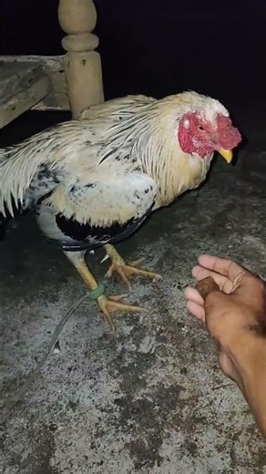 my new java #viral #viralvideo #video #ms murga 786