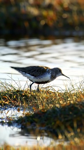 You’re hearing a close-up field recording of Baird’s Sandpiper (Calidris bairdii) captured in crisp 4K video — a rare, up-close listen to the species’ low, harsh call that birders and shorebird lovers search for when identifying peeps on migration. This 15–60 second Short isolates the authentic bird sound for quick ID and immersive listening: perfect for naturalists who want the real field-call without commentary or music. On migration and during stopovers these small sandpipers give a character