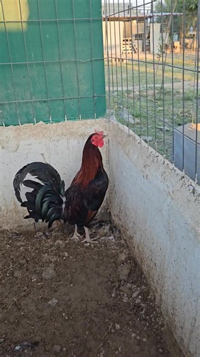 Round head / Hatch Otro hermanito ya preparandose para el inicio de temporada. #gamefowlbreeder #Gallera #GallosDePrimerNivel #fabricacion #machado #hatch #roundhead | Machado’s Power Ranch