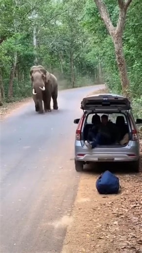 What's Happening ? Elephant Attack on a Man