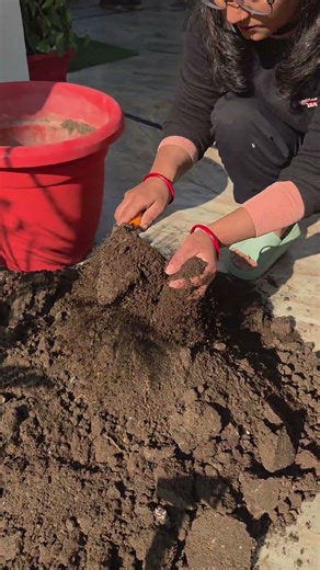 Areca palm plant propagation♻️🪴#gardening#plants#arecapalm# #plantsofindia gardening