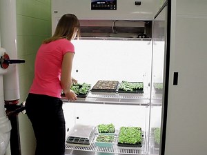 Collection and Analysis of Arabidopsis Phloem Exudates Using the EDTA-facilitated Method