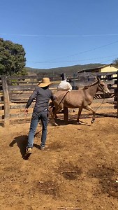 Na doma da Chalana 🫏💥💪🤠 #cowboy #muladeiro #bruto #vaqueiro #mula #doma | Neto Vet