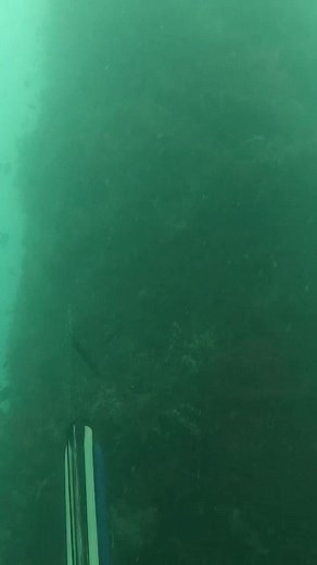 8.5K views · 114 reactions | This Fish Went FLYING Past #hunting #tuna #shorts #reelsfb #fishing #fishing #bigfish #fishing #pesca #pescasubmarina #spearfishing #zipkin #short #reelsvideo | The Sea | Facebook