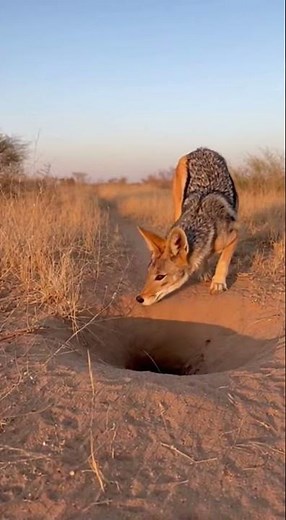 Nature’s Brutal Reality 🐰🐺 | Rabbit vs Jackal Fight Real Footage Viral Clip #wildlife